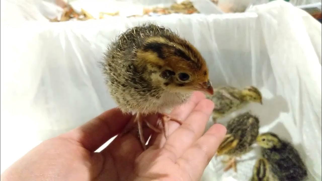 1 Week Old Quail Chicks Coturnix Quail Growth Update Batch 1 of