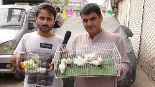 Birds Market Lalukhet Sunday Video Latest Update 10-8-23 in Urdu/Hindi