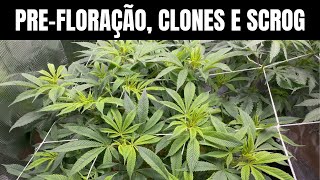 Pre-flowering, SCROG network and clones - Indoor cultivation of marijuana and cannabis.