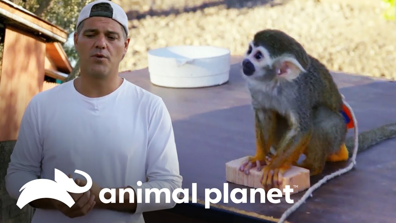 Frank denuncia indústria que lucra com animais | Perdido na Califórnia | Animal Planet Brasil camera iphone 8 plus apk