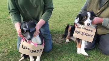 #iwantanalligator Harry and James