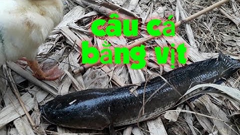 Câu cá lóc bằng vịt câu ổ cá quá sướng/san va bat