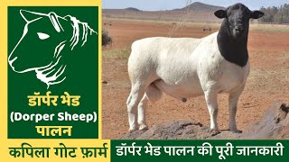 डॉर्पर भेड,भेड़ पालन,डॉर्पर भेड़ पालन,Dorper,Dorper Sheep,Sheep,Sheep Farming,Dorper Sheep Farming