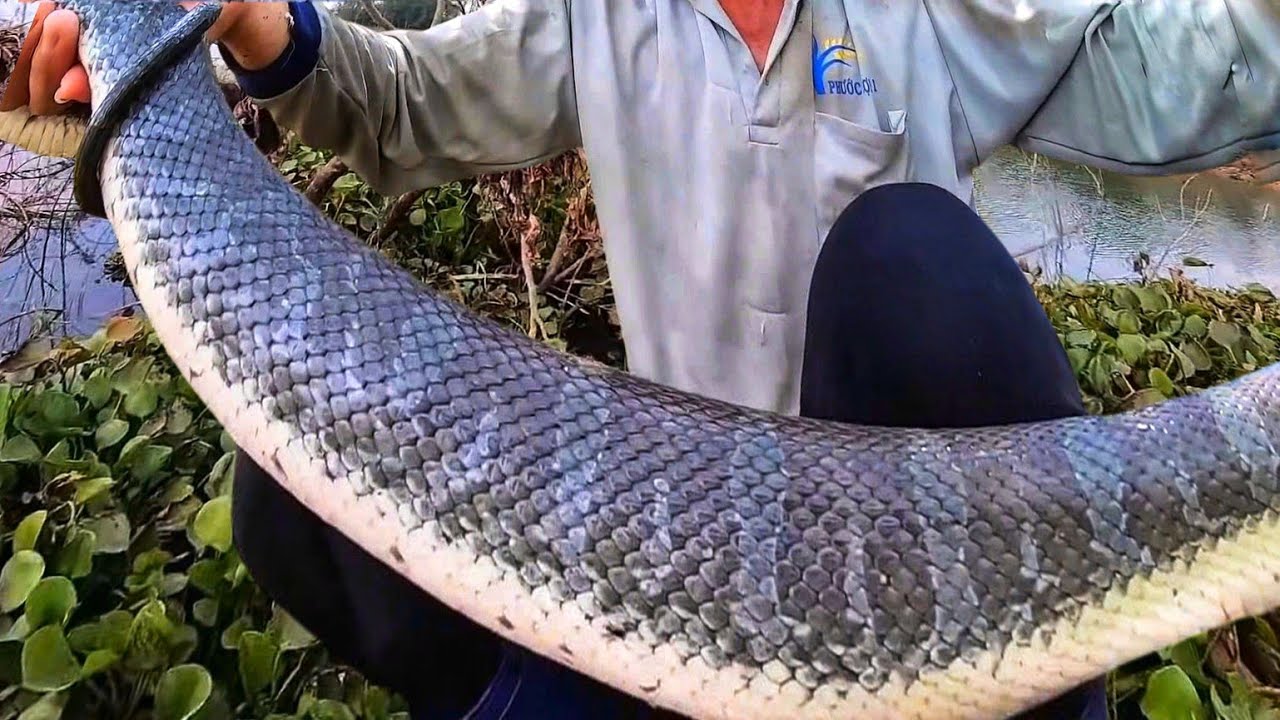 Những Con Rắn Ẩn Mình Dưới Nước Quá Khủng Khiếp