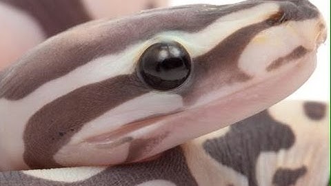 Scaleless Ball Python Unveiling : SnakeBytesTV