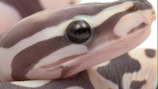 Scaleless Ball Python Unveiling : SnakeBytesTV