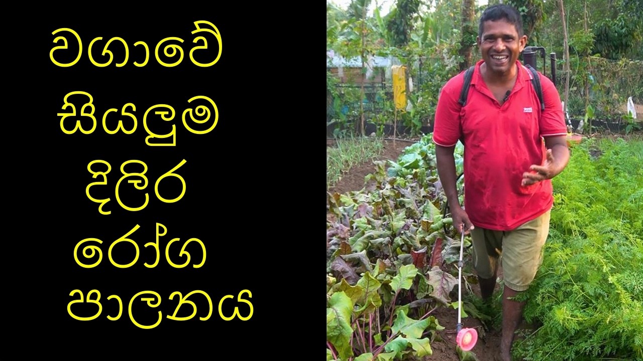 වගාවේ සියලුම දිලිර රෝග පාලනය කාබනික ගෙවතුවගාව Control of all fungal diseases in cultivation