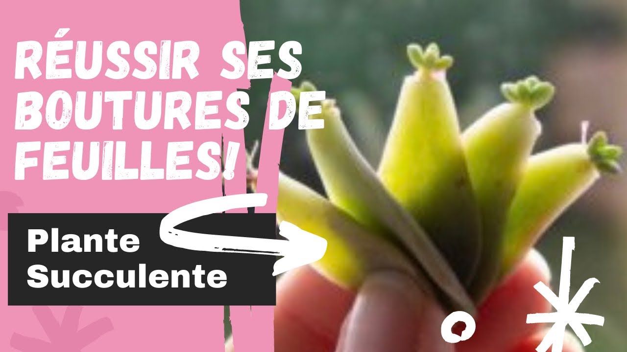 Réussir ses #boutures de feuilles de #plantesucculente  | MULTIPLIER SES SUCCULENTES | METHODE 1
