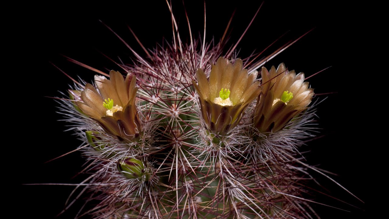 Time Lapse Echinocereus chloranthus, Mexico, Chihuahua, El Sueco
