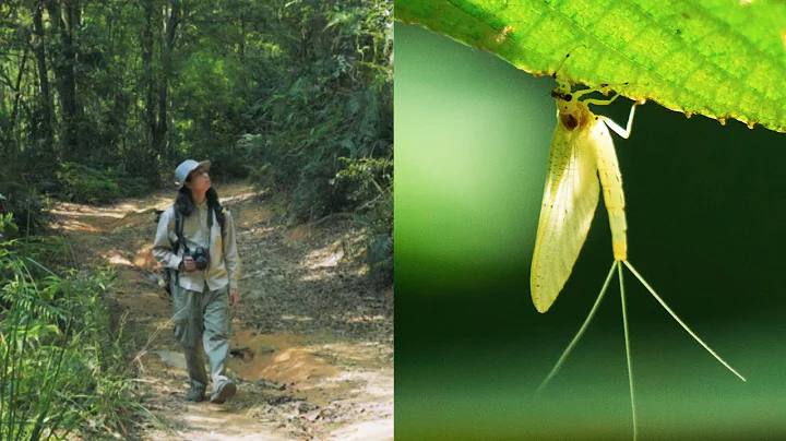 微距攝影師森林裡拍攝昆蟲｜Photographing insects in the forest  野外生活Vlog - 天天要聞