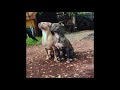 Excellent trained pitbull dog
