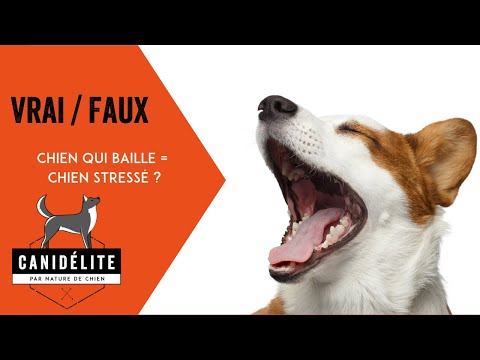 Vidéo: Est-ce que les chiens ne bâillent que lorsqu'ils sont stressés?