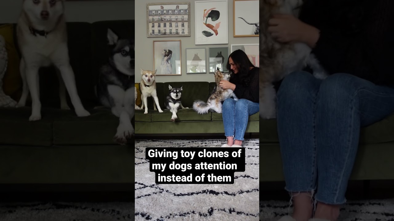 Drama King Status: Activated 👑🐕