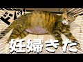 【極・預かり猫】能登震災の被災地から妊婦猫がやってきた！