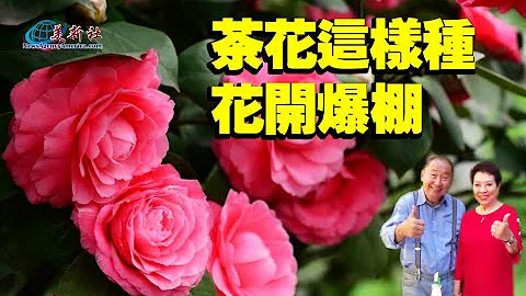 茶花這樣種，花開爆棚！How to Grow Camellias？ - 天天要聞