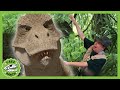 Dinosaurs Unleashed! T-Rex Ranch Jurassic Kids Adventures!