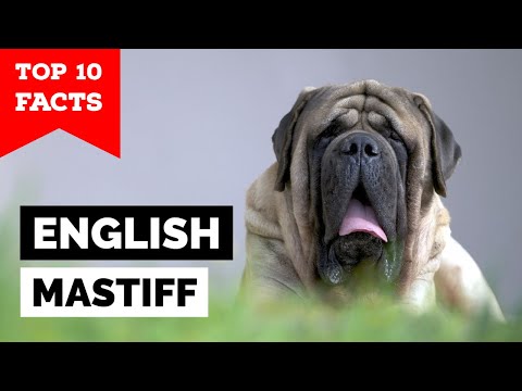English Mastiff - Top 10 Facts
