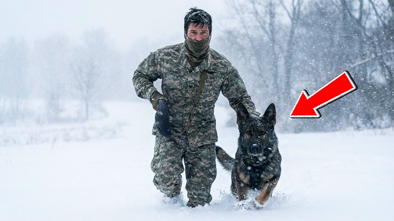 A Navy SEAL Rescued A Wounded German Shepherd & Her Puppies. Wait Until You See What Happens Next!