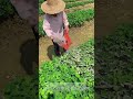 Peanut ash growing hack🌿
