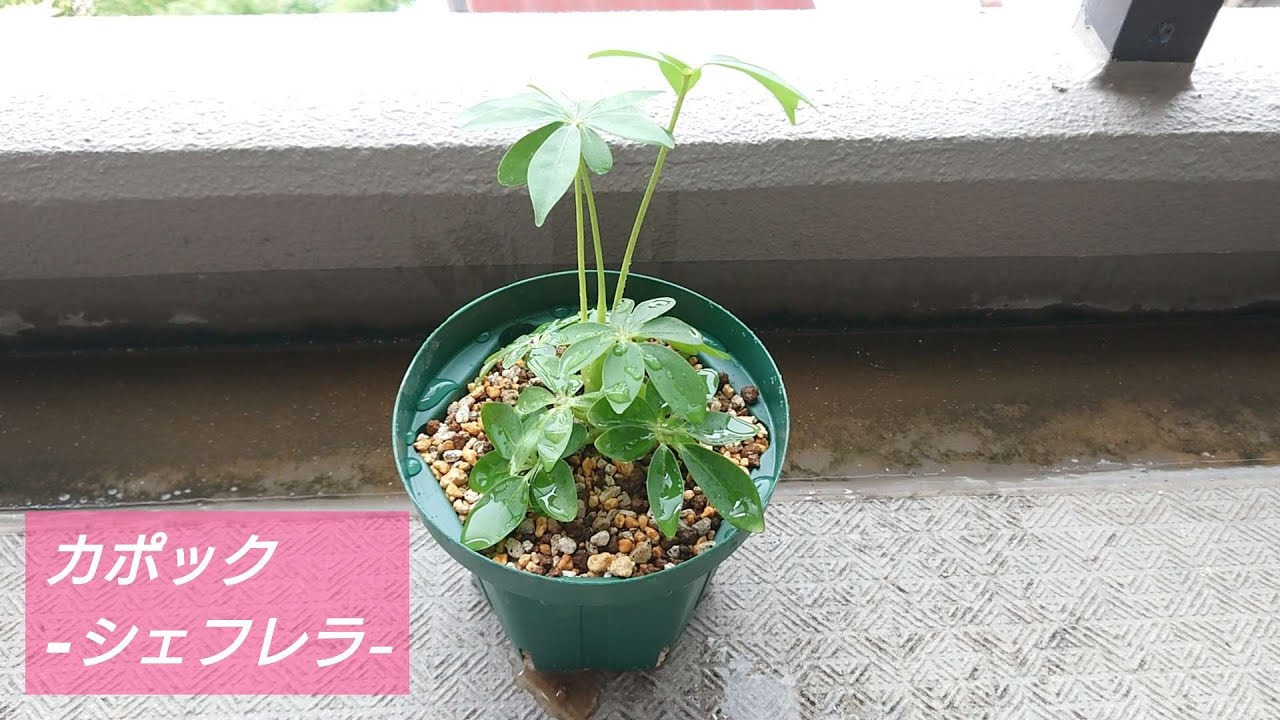 カポック -シェフレラ-】今の鉢はちょっと窮屈かな～。大きい鉢に植え 