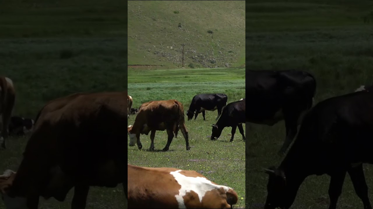 Cow sounds for all the family 