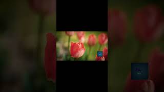Surah (112. Al-Ikhlas - The Unity)(recited by - Abdel Aziz Al Ahmed)