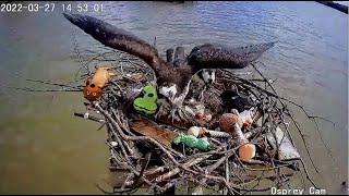 Dahlgren Osprey Cam ~ Jack Is ON A ROLL! Brings In 2 New Stuffed Toys - A Dog Bone \& Beaver! 3.27.22