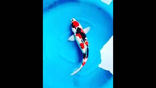 Maruten Showa High Quality Al Faruq Koi Farm Kediri Production