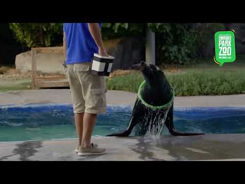 Sea Lion Show At Emirates Park Zoo Abu Dhabi