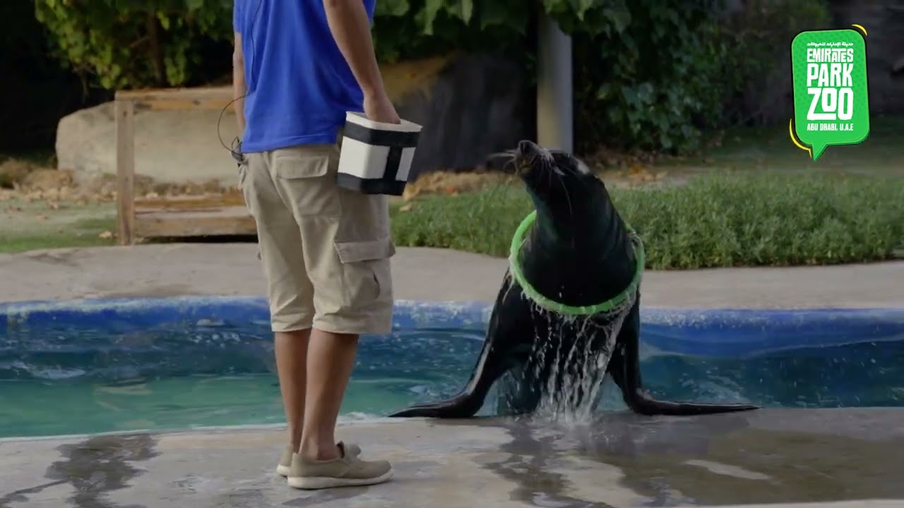 Sea lion show at Emirates Park Zoo Abu Dhabi