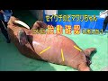 【セイウチ】ヒマワリちゃんの胎動確認出来ました!(伊勢シーパラダイス/水族館)