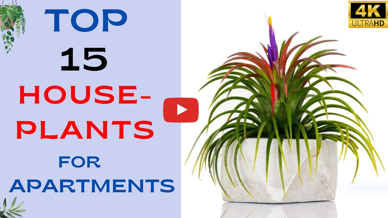 15 Best Indoor Plants For Apartments Photo Inspiration