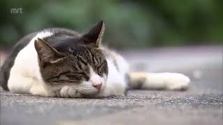 「野良猫ではありません」人と猫がともに暮らせるまちに　宮崎市の「地域猫」活動とは　2022.6.8（水）