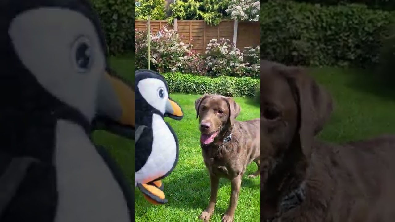 New Puffin toy for Poppy, Ewa this one squeaks !