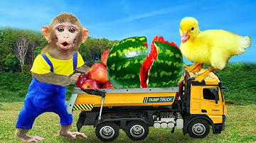 Baby Monkey KiKi Drive Truck Harvest Fruits on the farm and take care of duckling   KUDO ANIMAL KIKI
