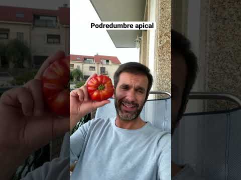 Video: Tratamiento de la podredumbre de la fruta por Choaenephora: aprenda sobre la podredumbre húmeda en las plantas por Choaenephora