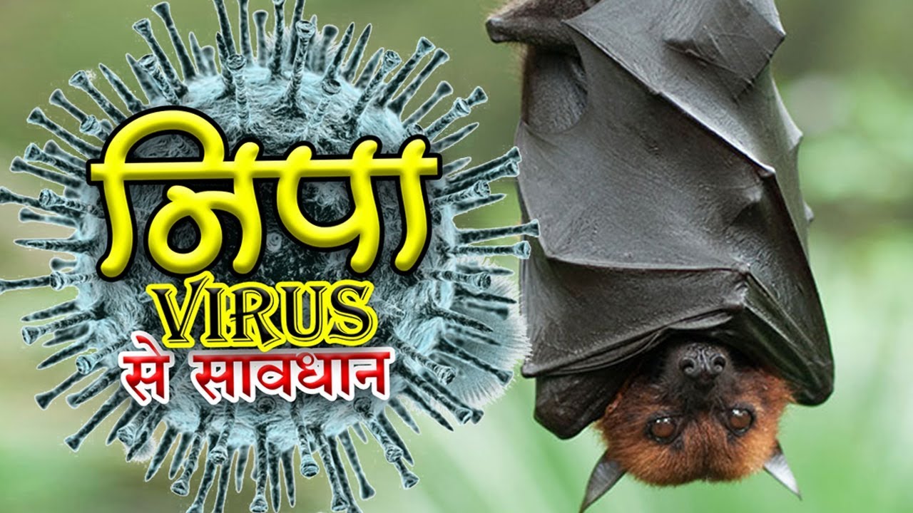 what-is-nipah-virus-in-hindi-nipah-virus-kya-hai-nipah-virus
