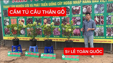 CẨM TÚ CẦU THÂN GỖ | Loài Hoa Độc Đáo Mê Hoặc Mọi Ánh Nhìn | Đt/Zalo 092.391.6866