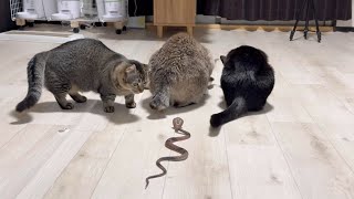 ヘビと猫 hq720.jpg?sqp=-