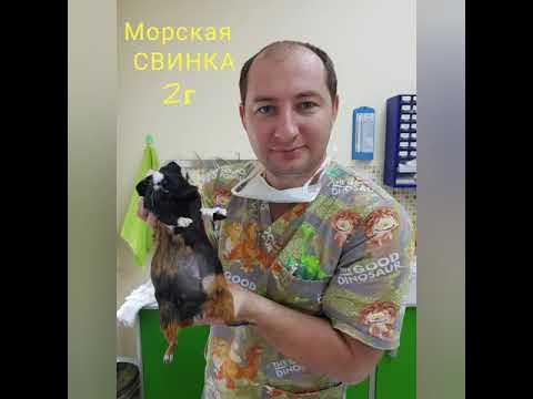 лабораторные кролики. кастрируют ли морских свинок. морские свинки. подолерматит морскойсвинки. ингаляционный наркоз для животных.