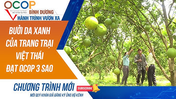 Bưởi da xanh của trang trại Việt Thái huyện Bắc Tân Uyên đạt OCOP 3 Sao