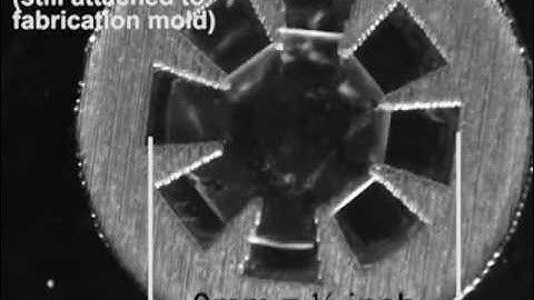 Caltech and Harvard Bioengineers Create Artificial Jellyfish that Swims