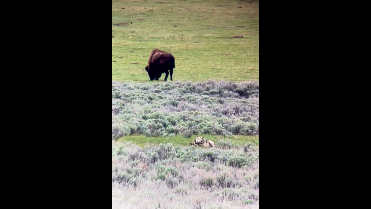 Wolf Chewing on Bone with Bison