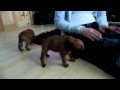 Boxer Puppy With Attitude.MOV