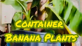 Container Banana Plants | Season 5 | E43