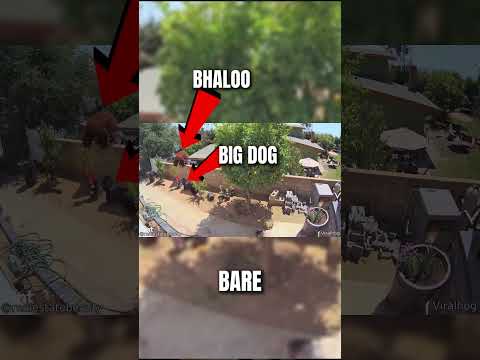 The Dark Story of a Bear Attack on a Puppy VIDEO#shorts #animals #pupyy #bear