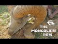 The Mongolian Ram