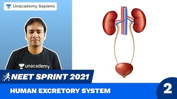 Human Excretory System Part 2 | Biology Sprint NEET 2021 | Dr R K Sir | Unacademy Sapiens