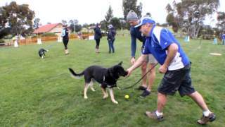 Flyball Training 16th October 2016 Video