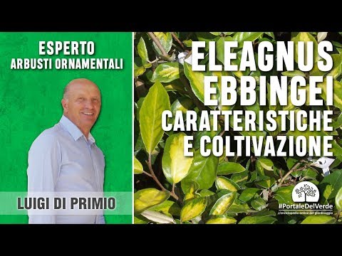 Video: Come faccio a sbarazzarmi di Elaeagnus?